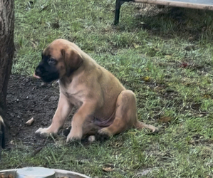 Medium Mastiff