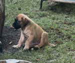 Puppy Simba Mastiff
