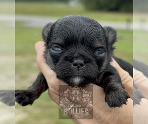 Chihuahua Puppy for Sale in LORIS, South Carolina USA