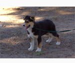 Small #2 Australian Shepherd