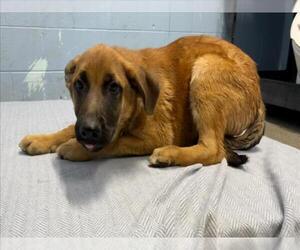Anatolian Shepherd-German Shepherd Dog Mix Dogs for adoption in Woodland, CA, USA