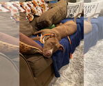 Small #28 American Pit Bull Terrier Mix
