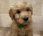 Puppy 4 Golden Labrador-Goldendoodle Mix