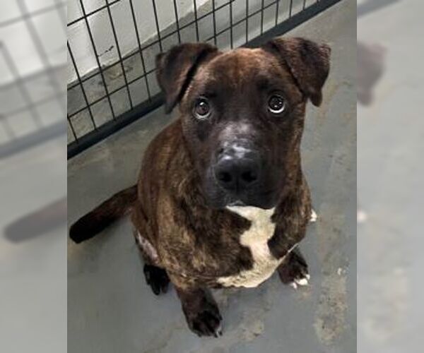 Medium Photo #5 Mutt Puppy For Sale in Sistersville, WV, USA