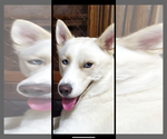 Small Siberian Husky