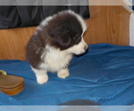 Small Photo #67 Australian Shepherd-Pembroke Welsh Corgi Mix Puppy For Sale in GALLEGOS, NM, USA