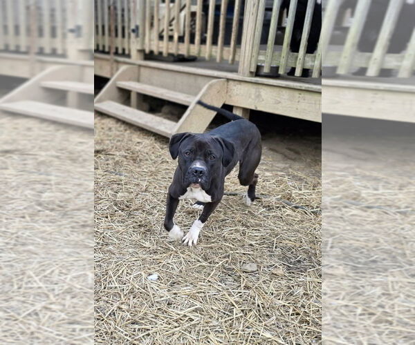 Medium Photo #1 Boxador Puppy For Sale in Aurora, IN, USA