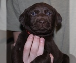 Small Photo #2 Labrador Retriever Puppy For Sale in MANSFIELD, MO, USA