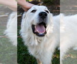 Small #17 Great Pyrenees