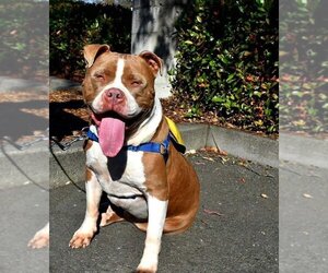 American Bulldog-American Staffordshire Terrier Mix Dogs for adoption in danville, CA, USA