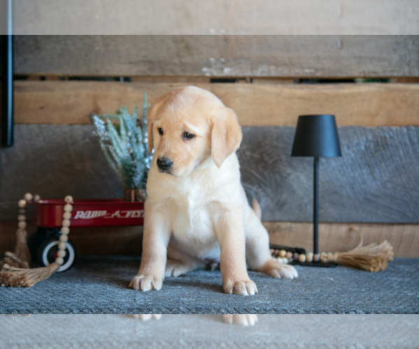 Medium Photo #3 Golden Labrador Puppy For Sale in GOSHEN, IN, USA