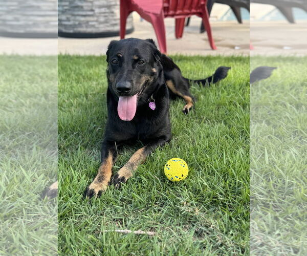 Medium Photo #22 Labrottie Puppy For Sale in Fort Worth, TX, USA