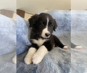 Australian Shepherd Puppy for sale in ORCHARD, CO, USA