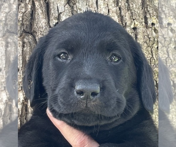 Medium Photo #2 Labrador Retriever Puppy For Sale in BROWNS VALLEY, CA, USA