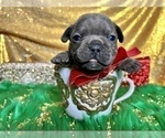 Small Photo #84 French Bulldog Puppy For Sale in HAYWARD, CA, USA