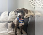Small American Pit Bull Terrier-Labrador Retriever Mix