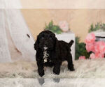 Small Photo #11 Cocker Spaniel-Poodle (Miniature) Mix Puppy For Sale in WARSAW, IN, USA