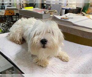 Maltese Dogs for adoption in Benton, LA, USA