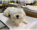 Winterthur (NOT YET AVAILABLE) - Male Maltese Dog for Adoption - Small photo