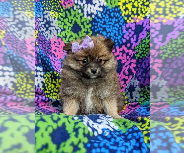 Medium Photo #1 Pomeranian Puppy For Sale in PEACH BOTTOM, PA, USA