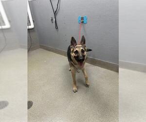 German Shepherd Dog-Unknown Mix Dogs for adoption in Las Vegas, NV, USA