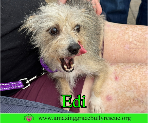 Medium Photo #2 Mutt Puppy For Sale in Pensacola, FL, USA