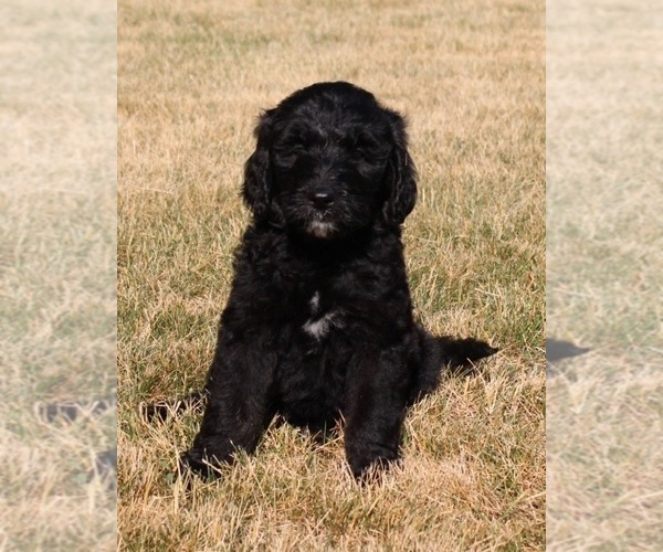 Medium Photo #3 Goldendoodle Puppy For Sale in HOWARD CITY, MI, USA