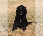 Small #2 Goldendoodle