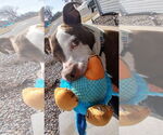 Small #8 American Pit Bull Terrier