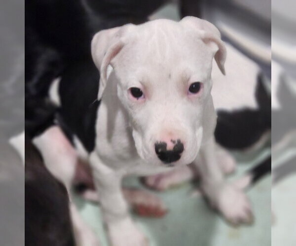 Medium Photo #1 Catahoula Leopard Dog-Unknown Mix Puppy For Sale in Walnutport, PA, USA