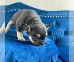 Small Photo #13 French Bulldog Puppy For Sale in ATHERTON, CA, USA