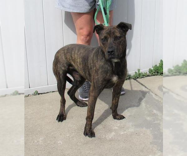 Medium Photo #1 American Pit Bull Terrier Puppy For Sale in Louisville, KY, USA