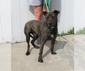 American Pit Bull Terrier Dogs for adoption in Louisville, KY, USA