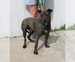 Small American Pit Bull Terrier