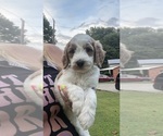 Small #1 Goldendoodle
