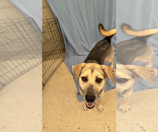 Medium Photo #4 German Shepherd Dog-Unknown Mix Puppy For Sale in Lake Forest, CA, USA