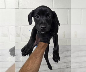 Labrador Retriever-Unknown Mix Dogs for adoption in San Bernardino, CA, USA