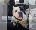 Flower - Female Bulldog-Unknown Mix Dog for Adoption - Small photo