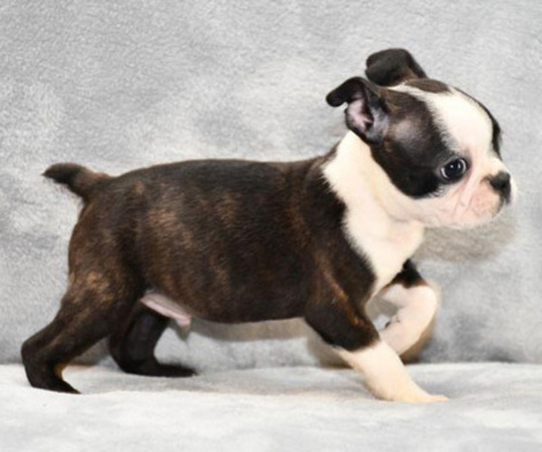 Medium Photo #3 Boston Terrier Puppy For Sale in HOMINY, OK, USA