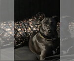 Small #1 Labrador Retriever Mix