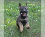 Puppy Puppy 1 German Shepherd Dog