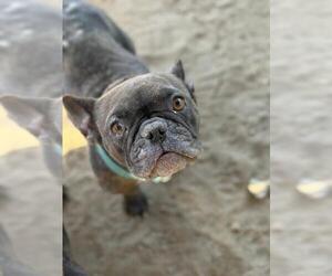 French Bulldog Dogs for adoption in Santa Maria, CA, USA