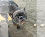 Small French Bulldog