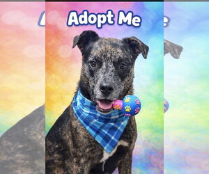Stella - Female Catahoula Leopard Dog-Unknown Mix Dog for Adoption - Photo #7