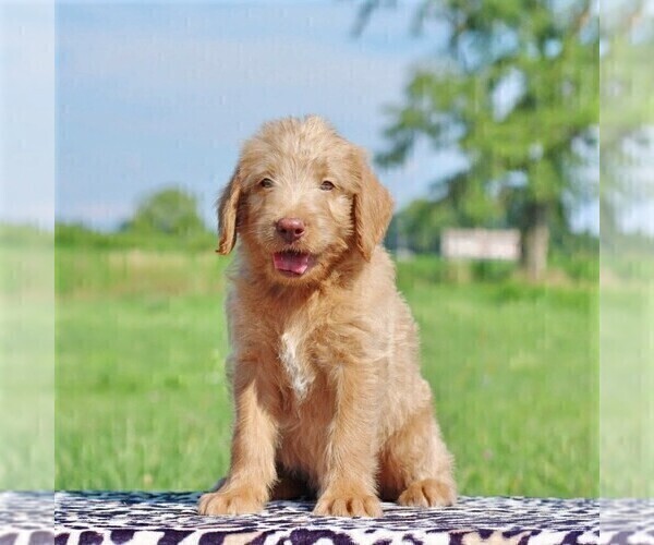 Medium Photo #2 Labradoodle-Poodle (Standard) Mix Puppy For Sale in BINO, PA, USA