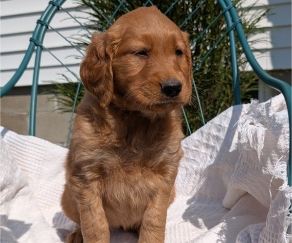 Medium Photo #13 Golden Retriever Puppy For Sale in GOSHEN, IN, USA