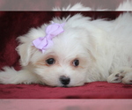 Small #3 Maltese