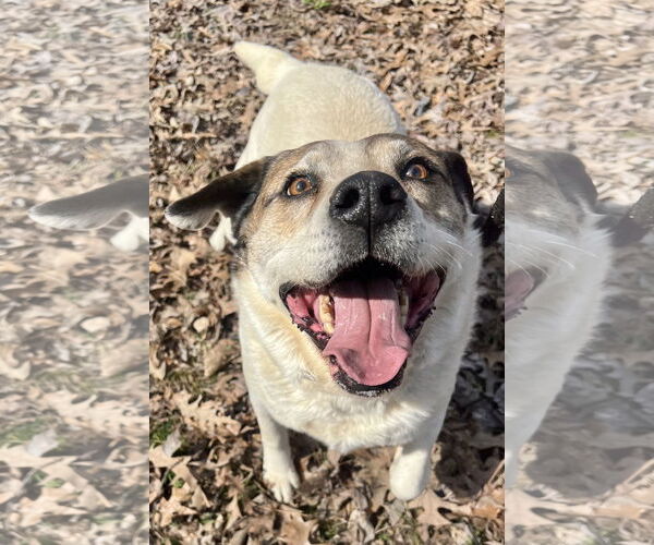 Medium Photo #2  Puppy For Sale in , 