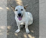 Small #1 Pembroke Welsh Corgi Mix