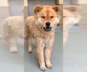 Chow Chow Dogs for adoption in Riverside, CA, USA
